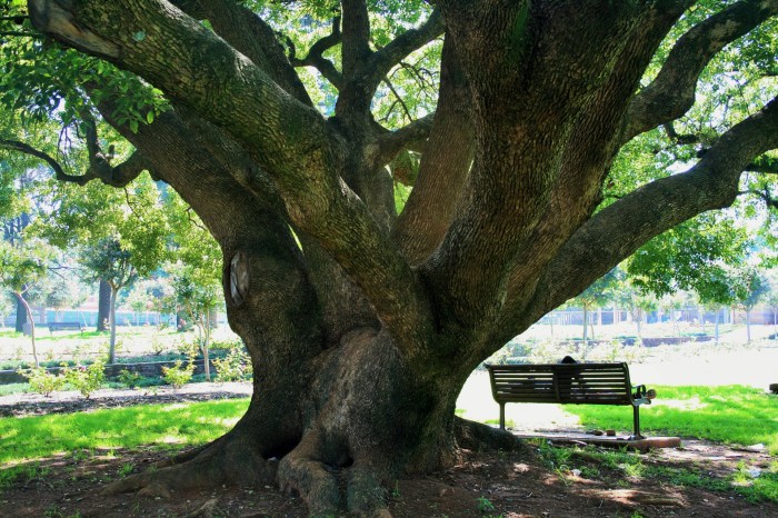 oak-tree-in-park